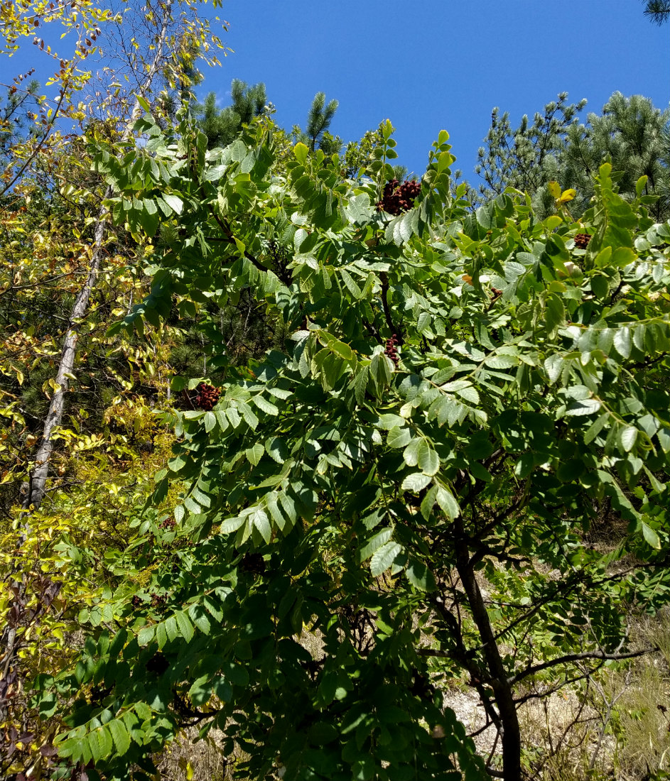 Image of Rhus coriaria specimen.