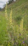 Aconitum barbatum