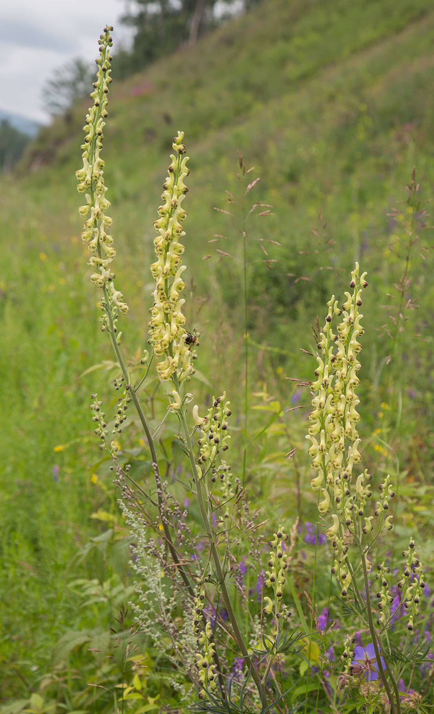 Изображение особи Aconitum barbatum.