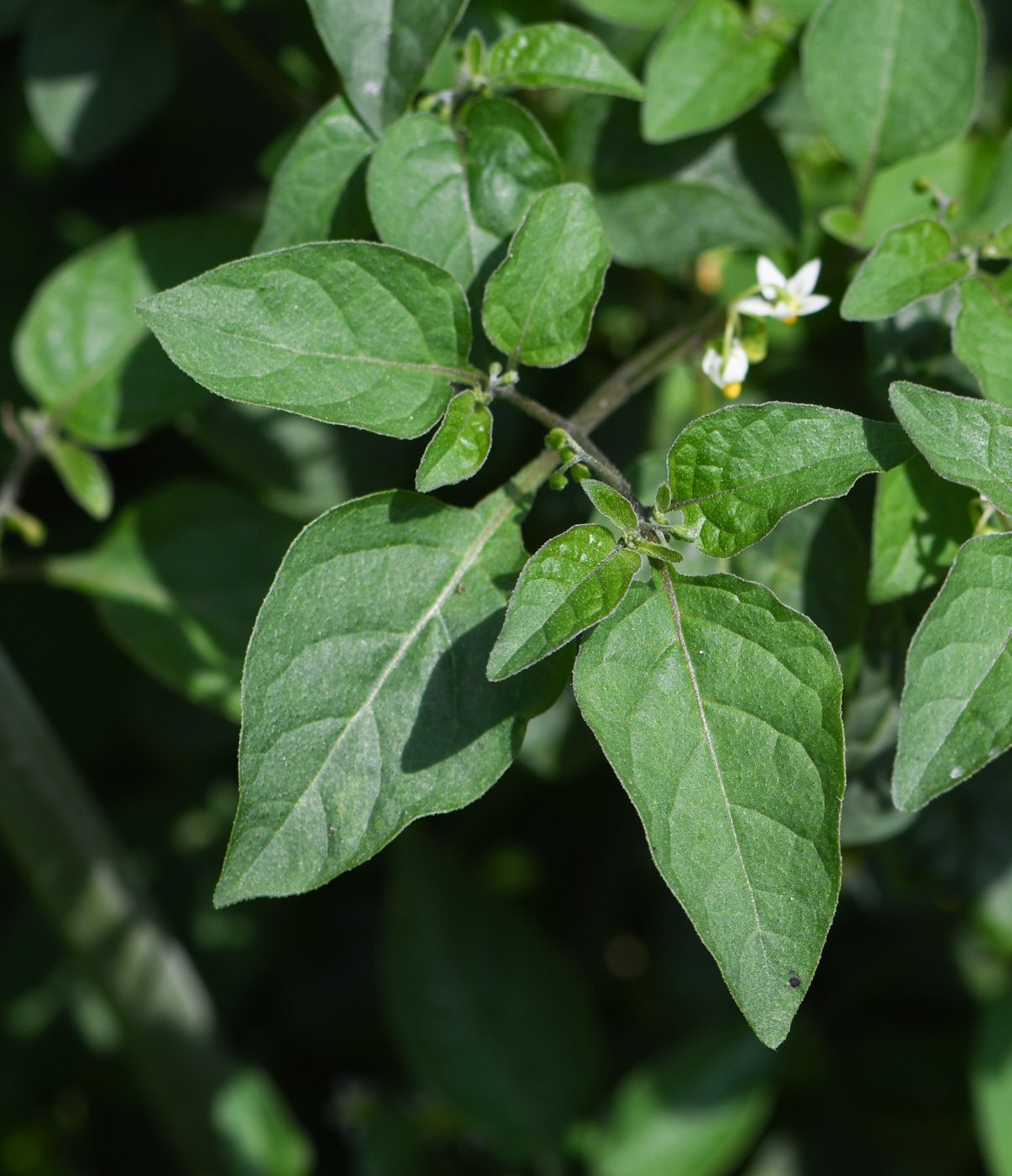 Изображение особи род Solanum.