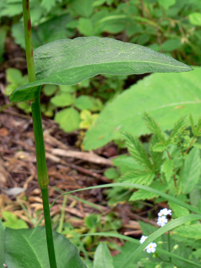 Изображение особи Bistorta officinalis.
