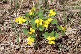 Viola uniflora. Цветущие растения. Республика Алтай, Усть-Коксинский р-н, Уймонская долина, окр. села Усть-Кокса, смешанный лес. 12.05.2019.