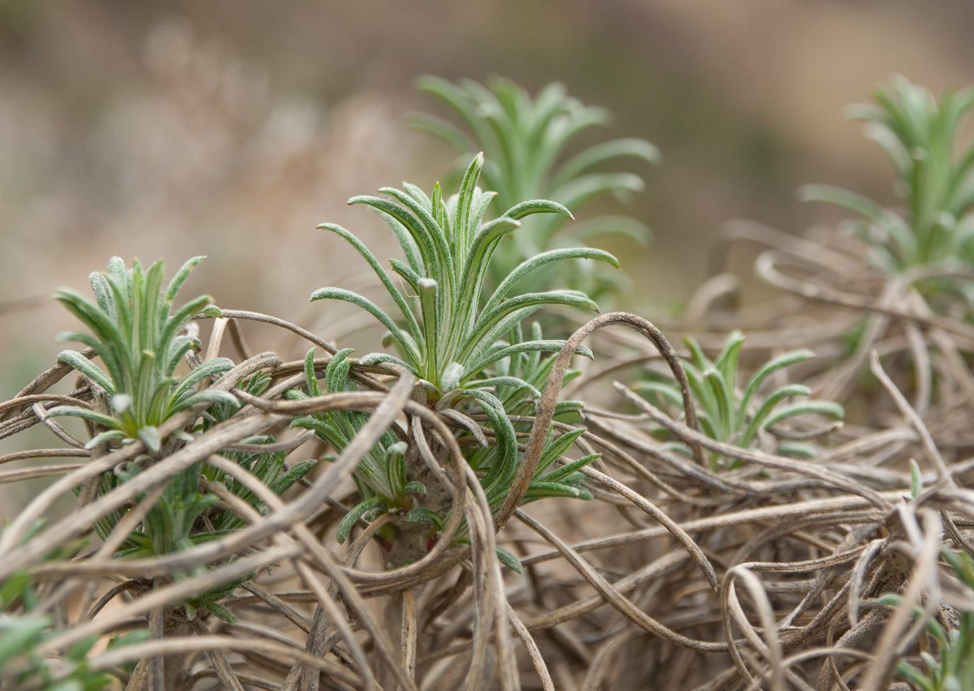 Изображение особи Onosma polyphylla.