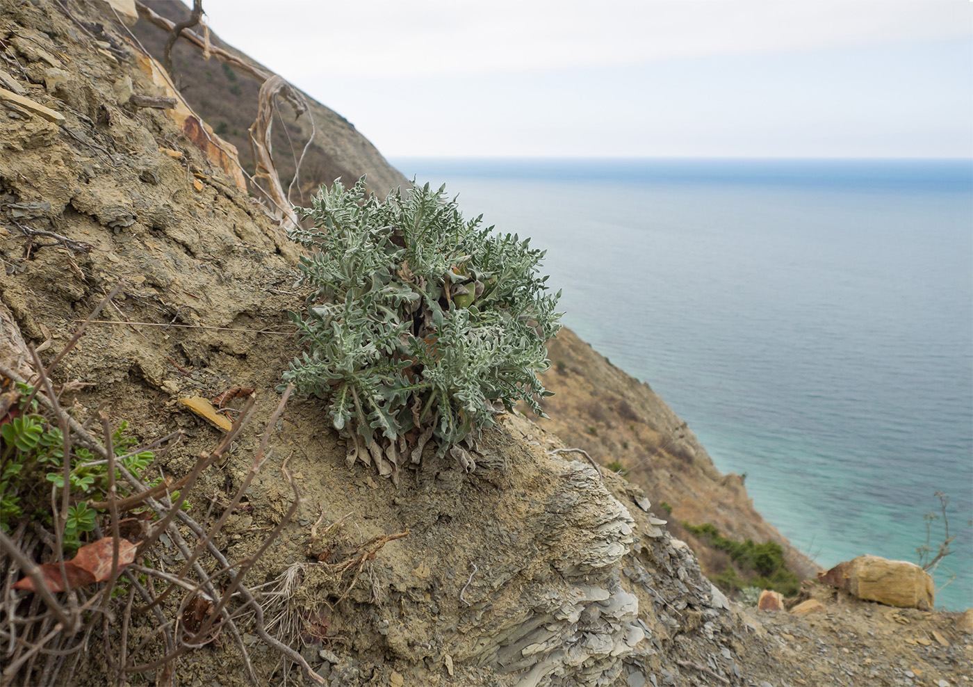 Image of Matthiola odoratissima specimen.