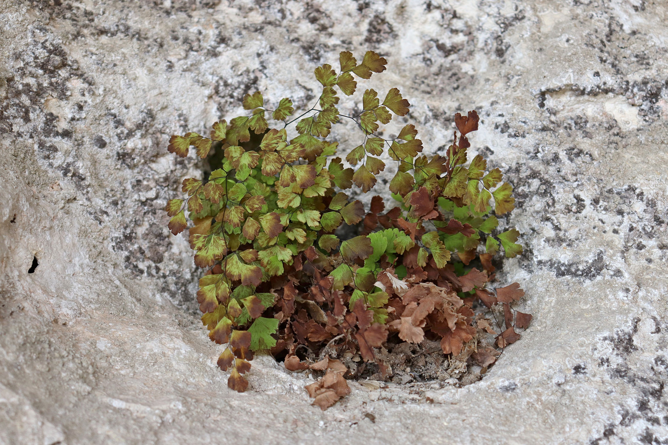 Изображение особи Adiantum capillus-veneris.