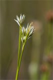 Rhynchospora alba