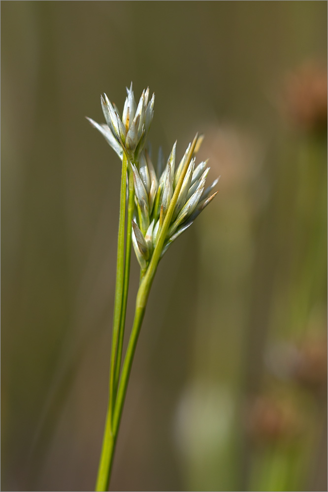 Изображение особи Rhynchospora alba.