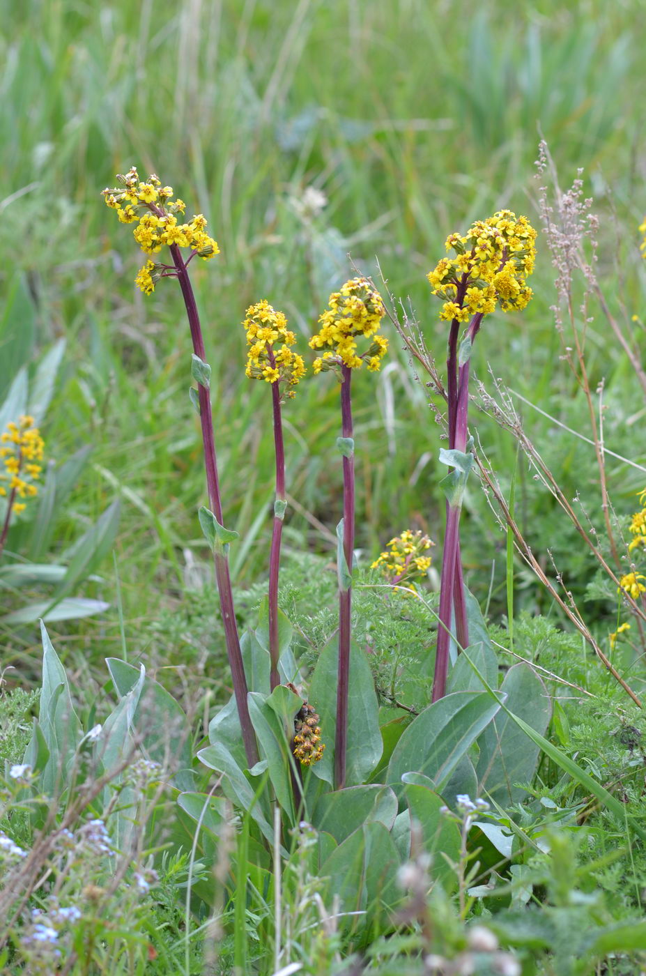 Image of Ligularia altaica specimen.