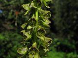 Aconitum sajanense. Часть соцветия. Красноярский край, парк \"Ергаки\", окрестности Ойского озера, субальпийский высокотравный луг. 30.07.2010.