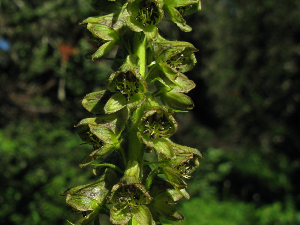 Изображение особи Aconitum sajanense.