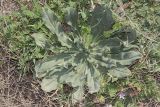 genus Echium. Вегетирующее растение. Крым, Бахчисарайский р-н, окр. с. Дачное, фруктовый сад. 10.04.2020.
