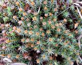 Polytrichum juniperinum