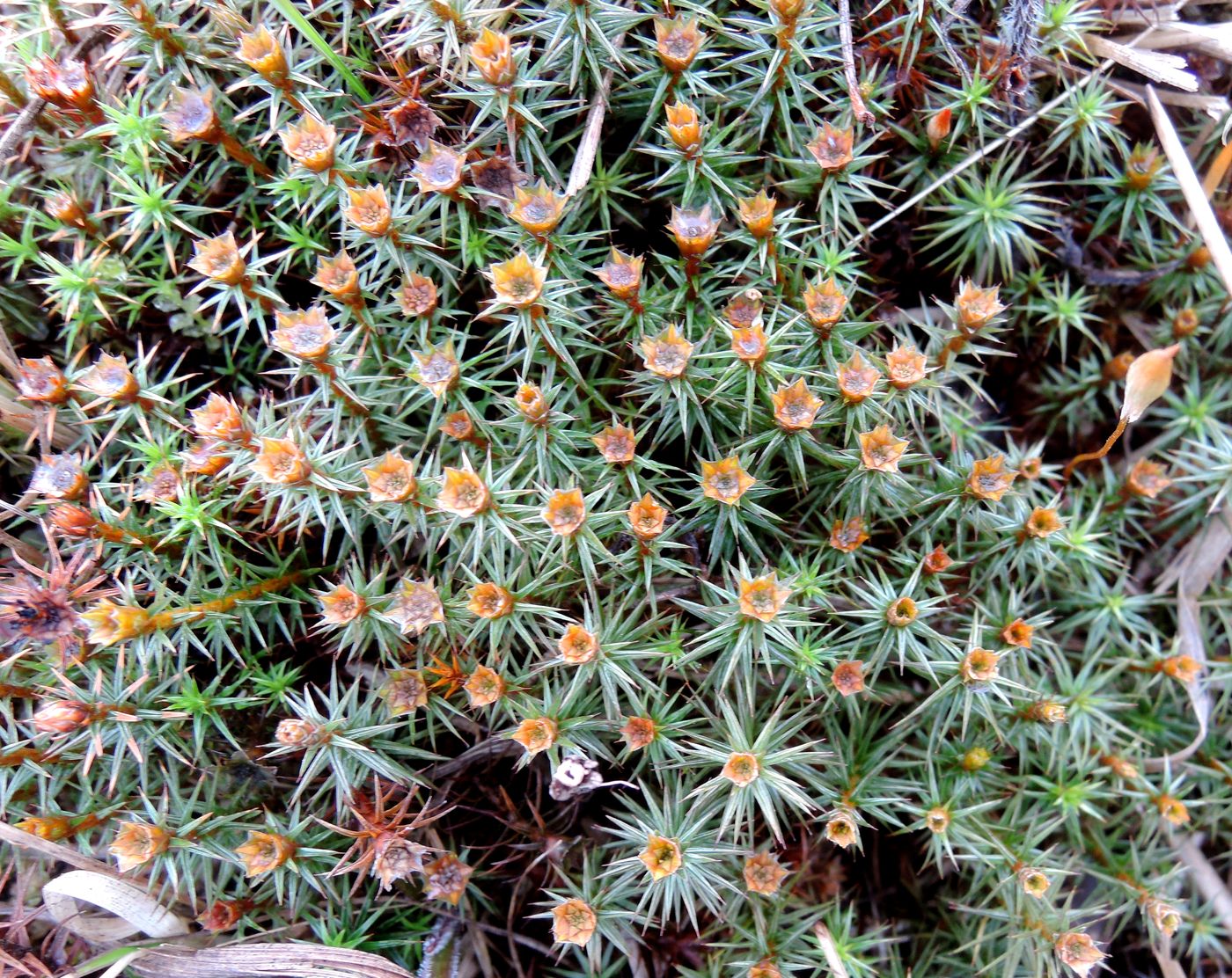 Image of Polytrichum juniperinum specimen.