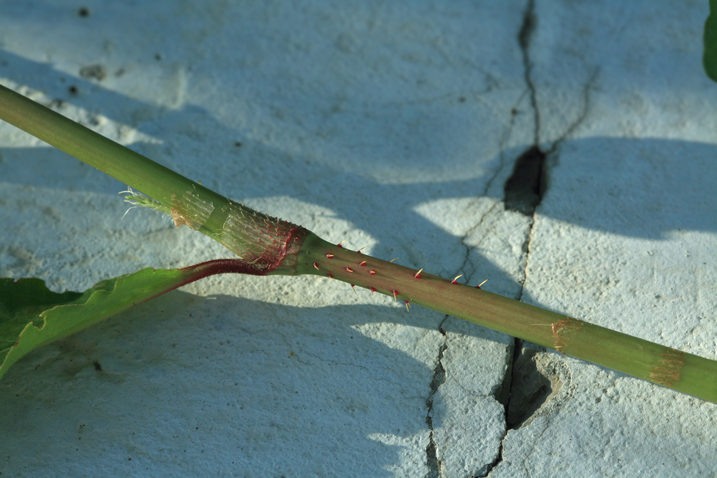 Изображение особи Persicaria bungeana.