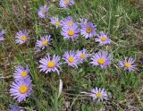 Aster alpinus