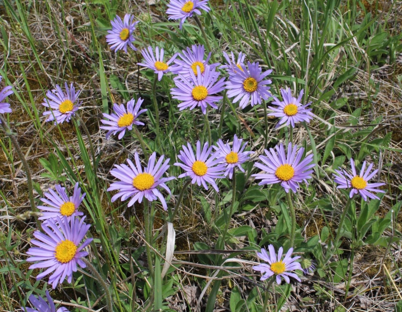 Изображение особи Aster alpinus.