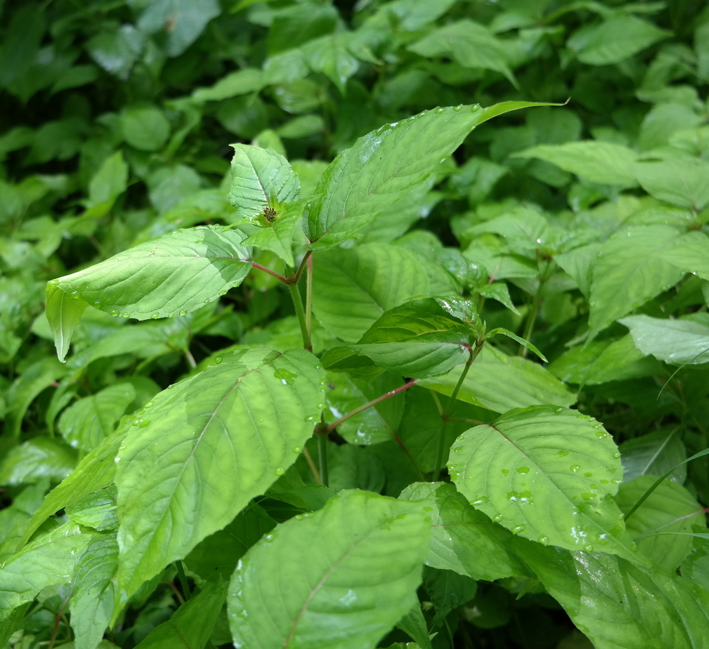 Image of Circaea lutetiana specimen.