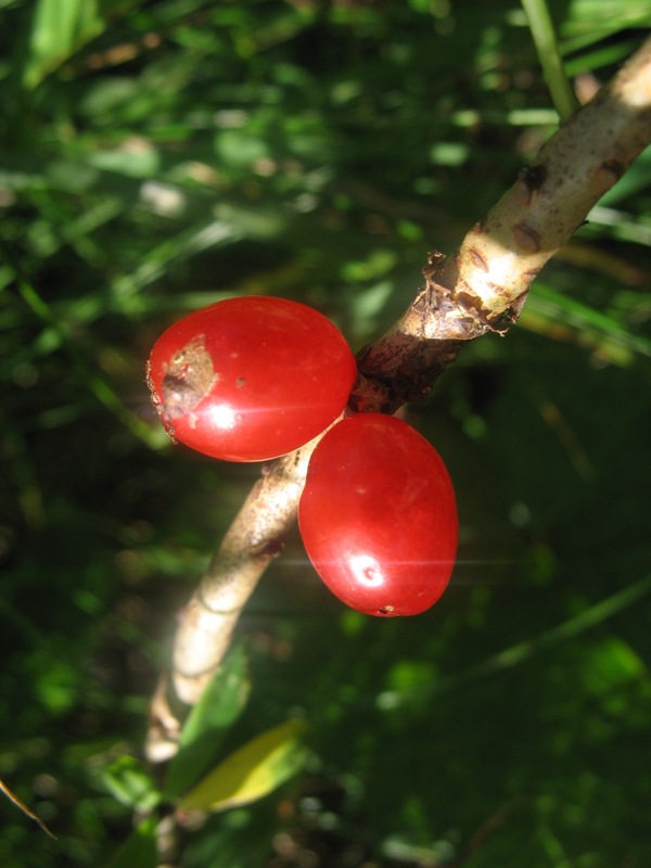 Изображение особи Daphne mezereum.