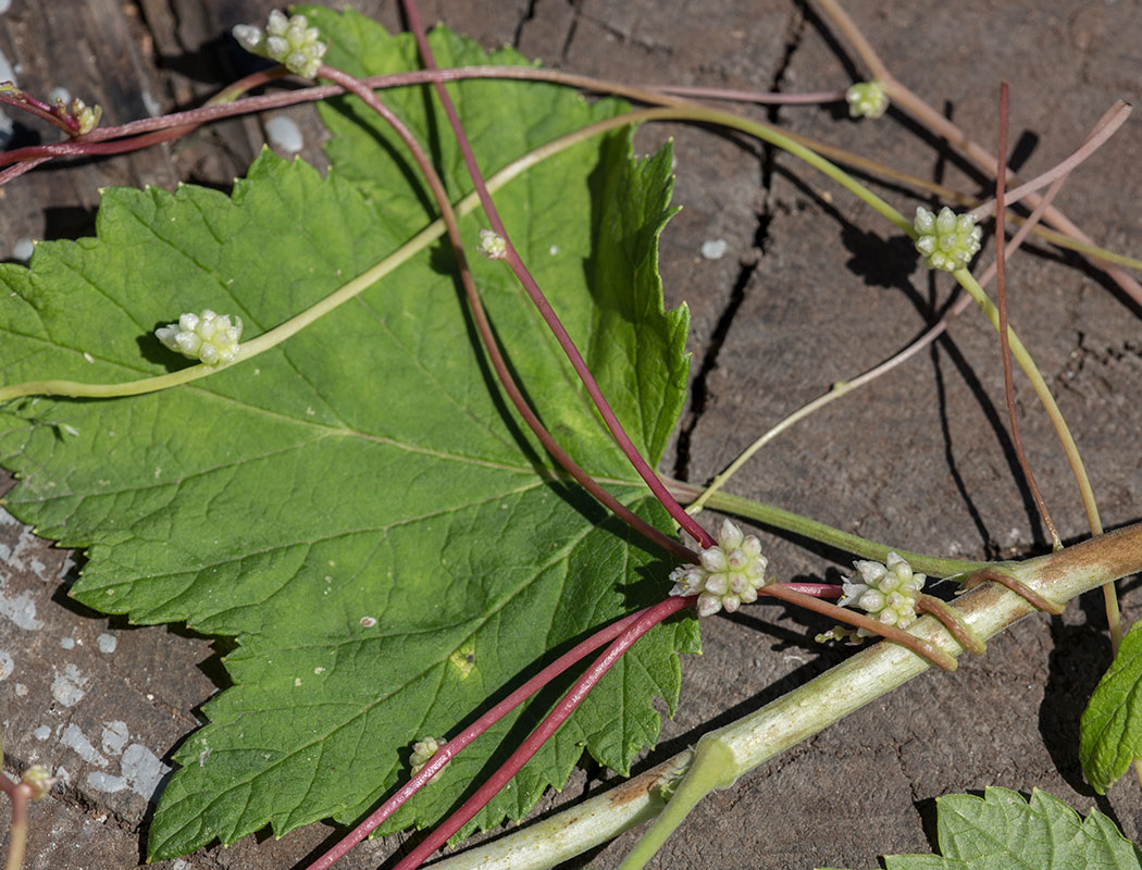 Image of Cuscuta europaea specimen.