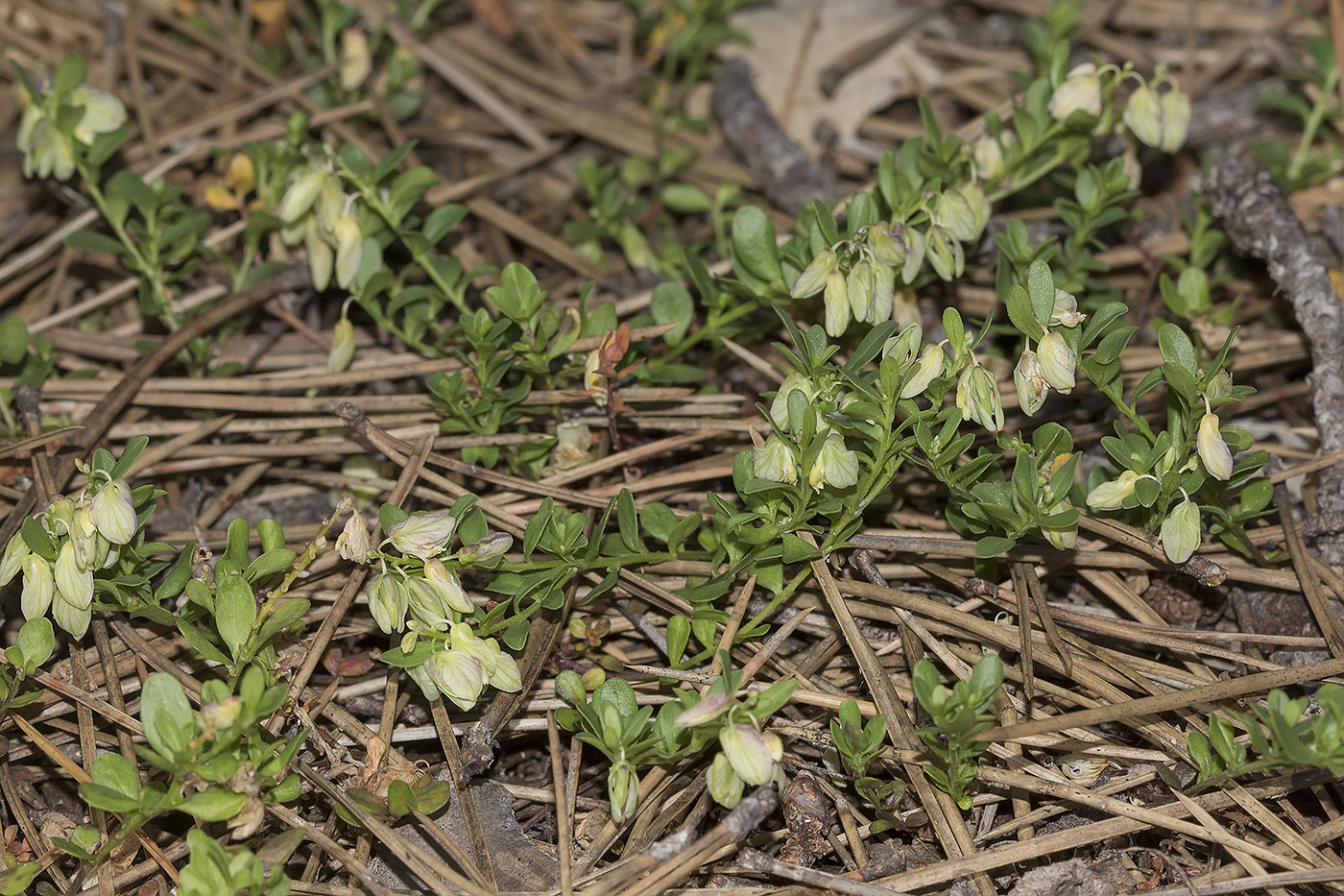 Image of Polygala supina specimen.