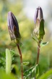 Campanula saxifraga. Верхушки побегов с бутонами. Адыгея, Кавказский биосферный заповедник, плато Лаго-Наки, 2040 м н.у.м, покрытый дерном обломок скалы. 04.07.2020.