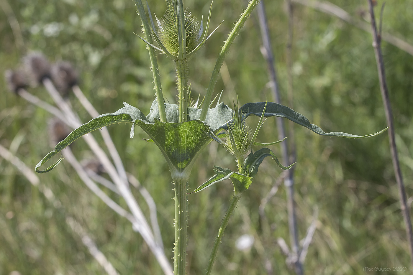 Изображение особи Dipsacus laciniatus.