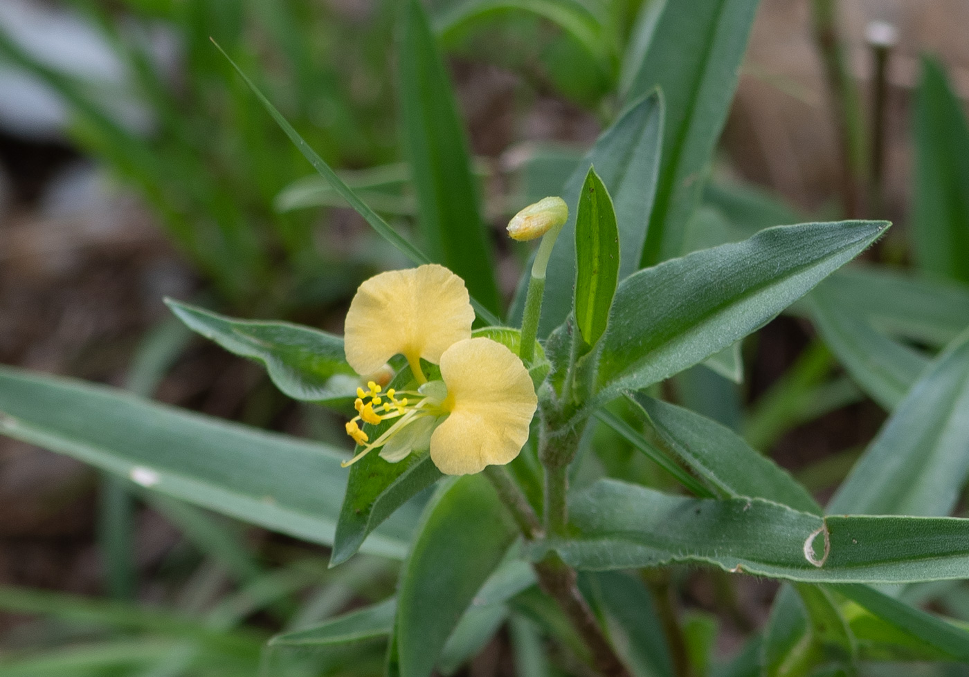 Изображение особи Commelina africana.