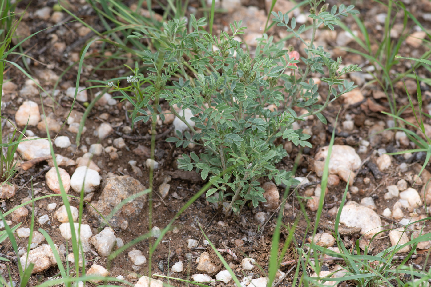 Изображение особи Indigofera heterotricha.