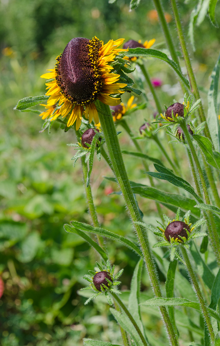 Image of Rudbeckia hirta specimen.