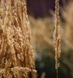 Calamagrostis × acutiflora. Верхушки плодоносящих растений. Санкт-Петербург, Адмиралтейский р-н, остров Новая Голландия, в культуре. 08.09.2020.