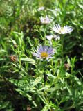 Symphyotrichum novi-belgii