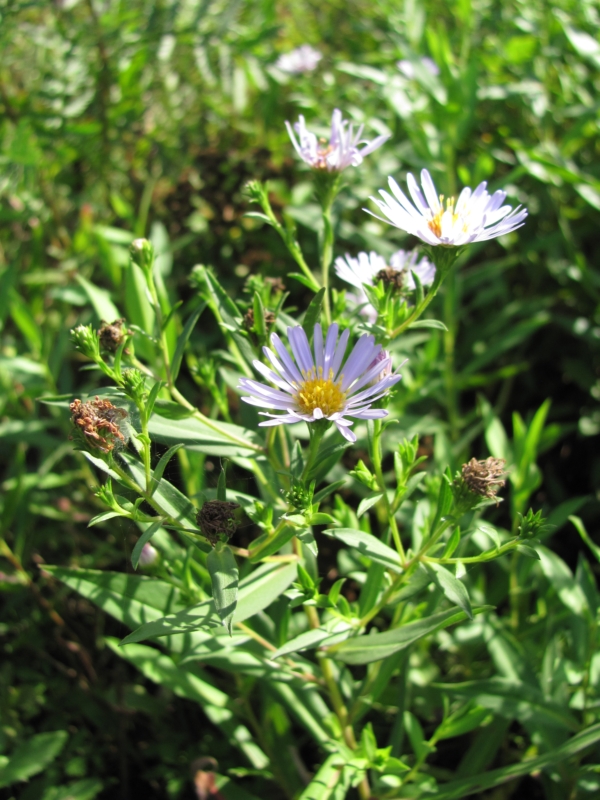 Image of Symphyotrichum novi-belgii specimen.