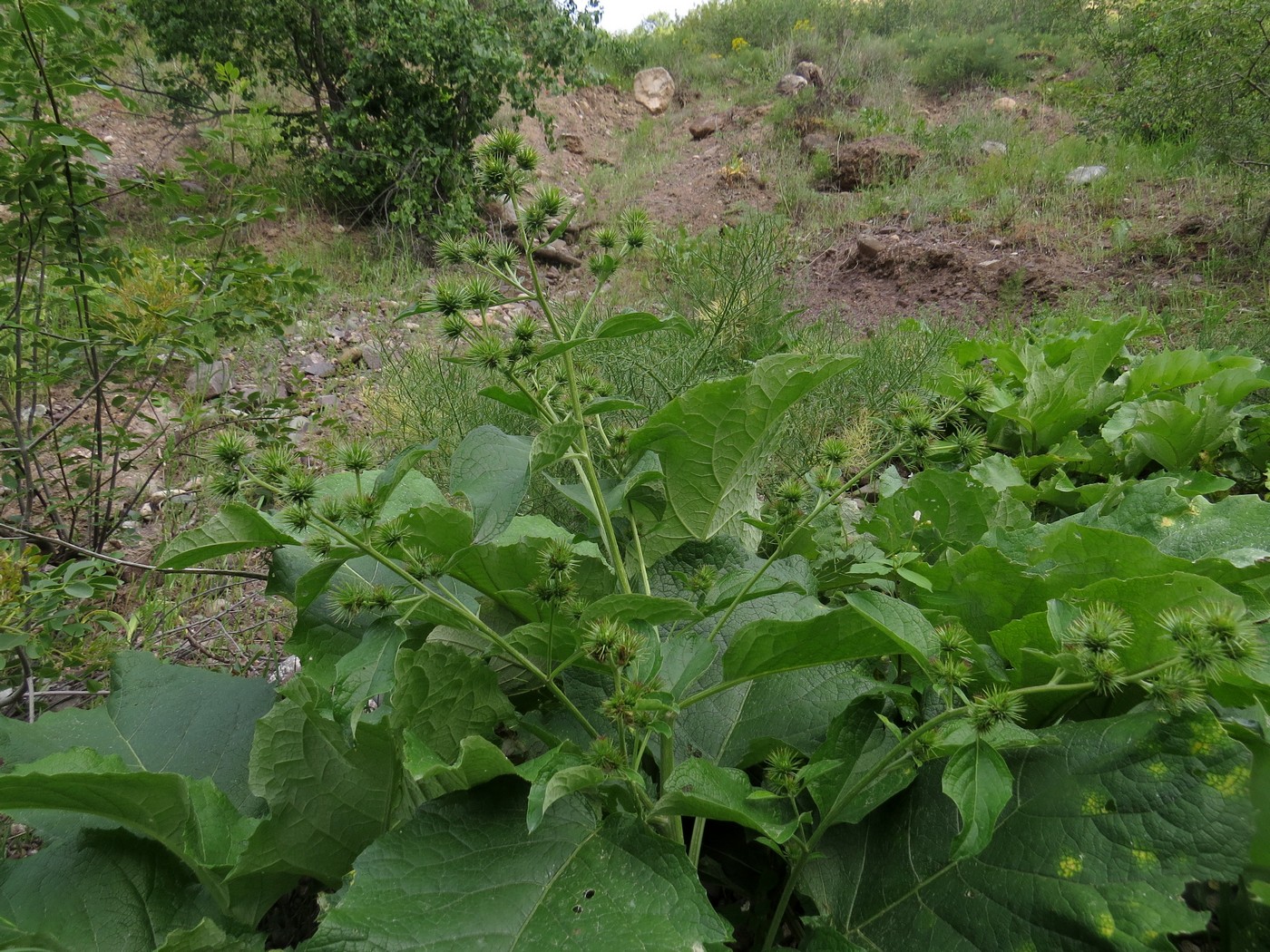 Изображение особи Cousinia pseudarctium.