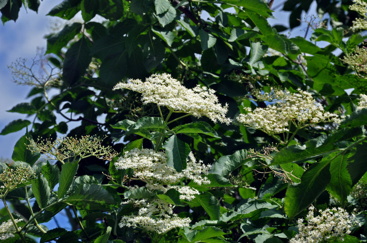 Image of Sambucus nigra specimen.