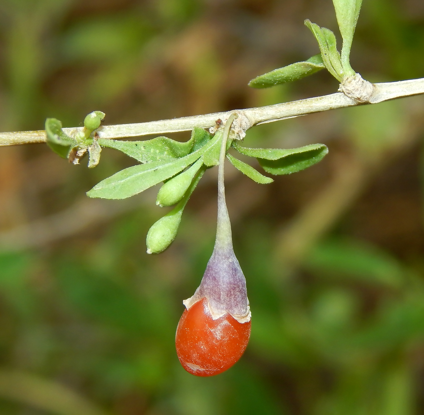 Изображение особи Lycium barbarum.