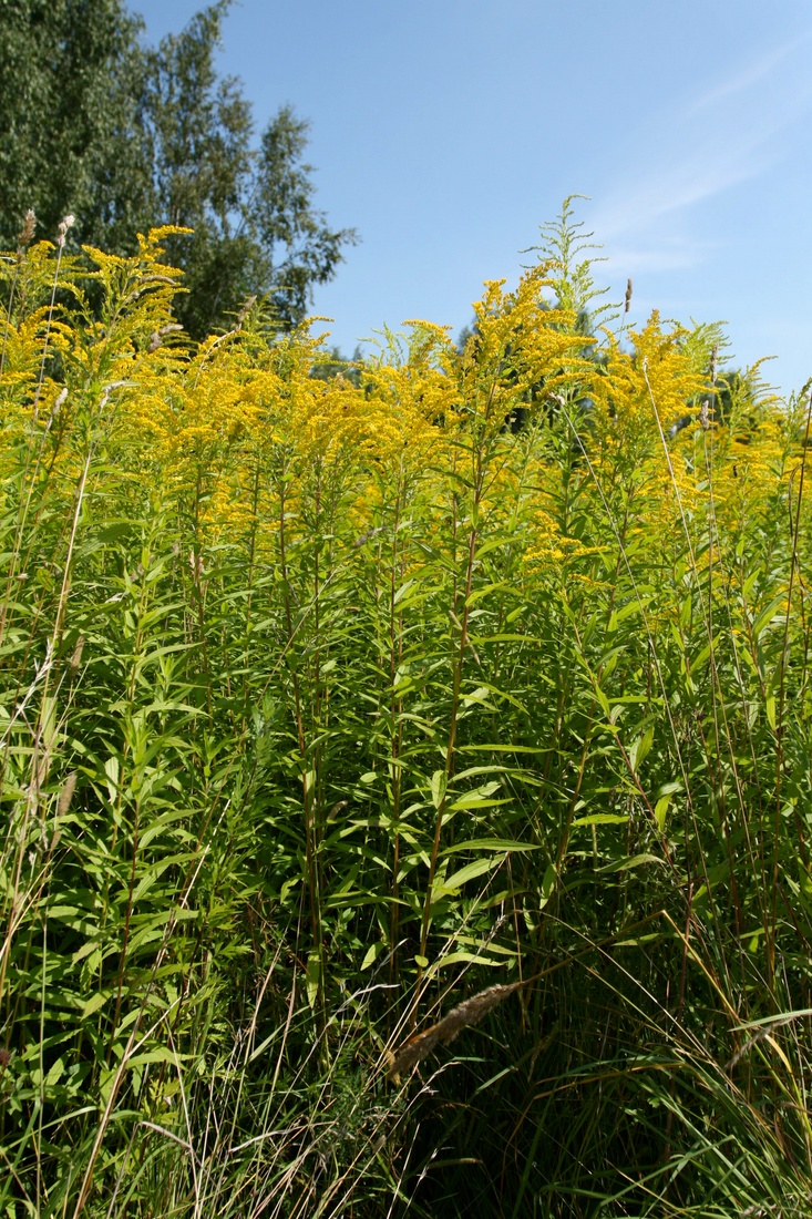 Image of Solidago canadensis specimen.