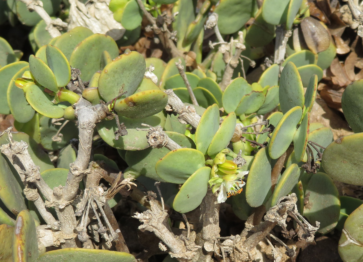 Image of Zygophyllum stapffii specimen.