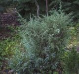 Juniperus turkestanica