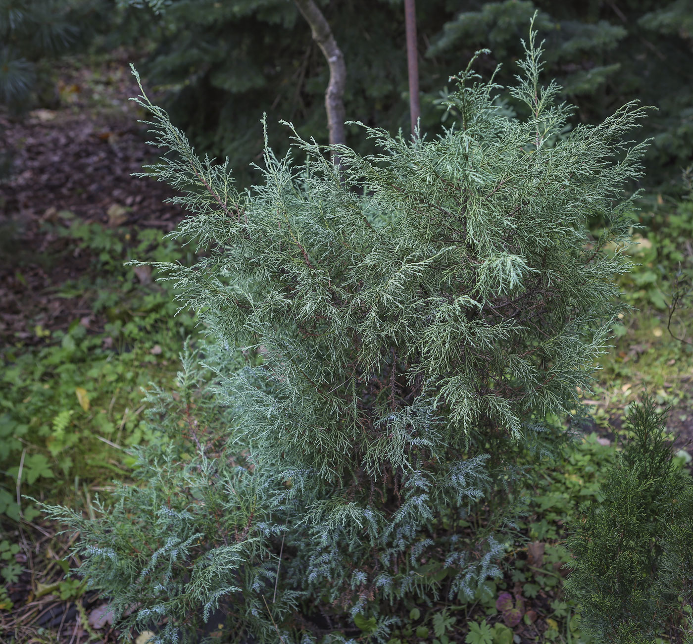 Image of Juniperus turkestanica specimen.