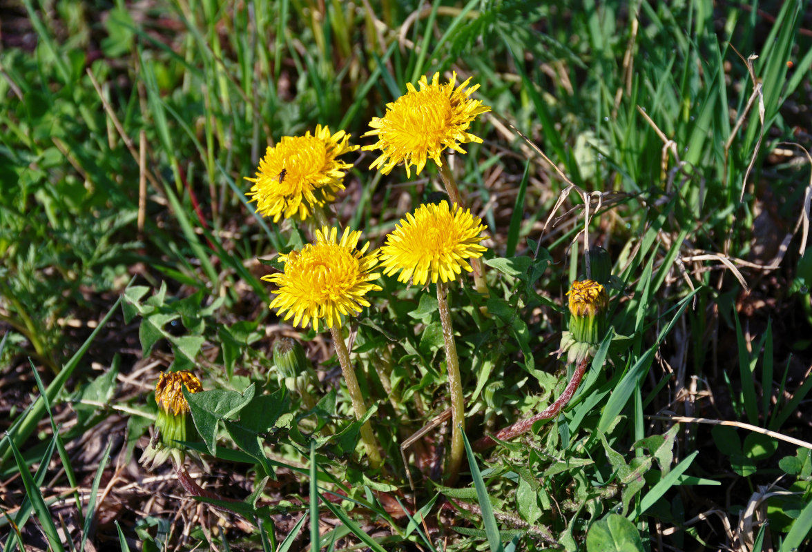 Image of Taraxacum officinale specimen.