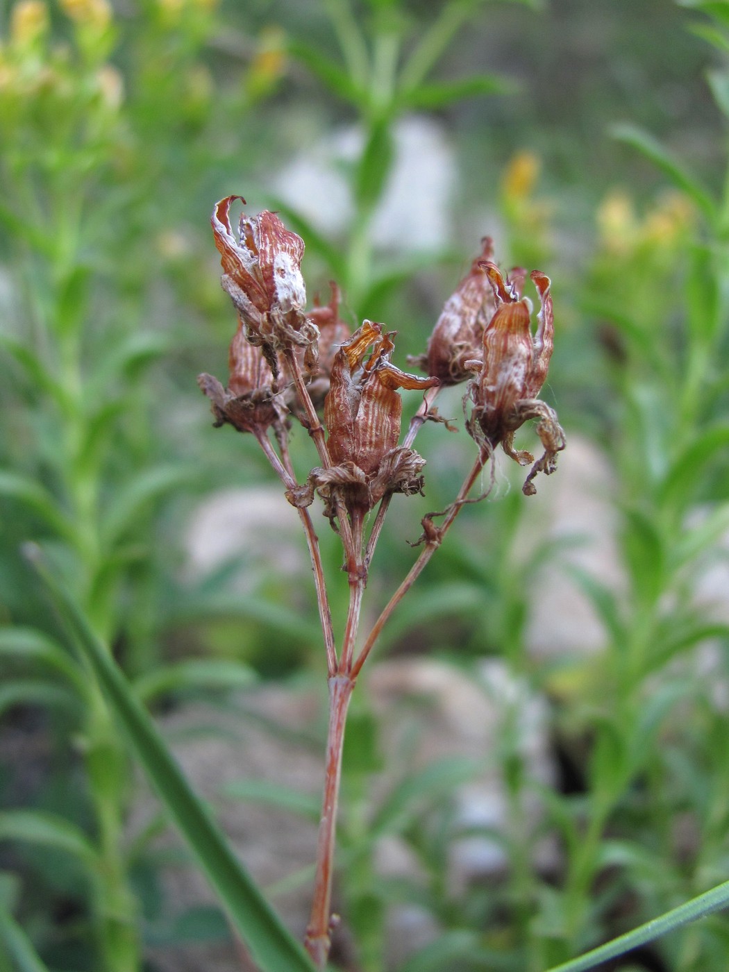 Image of Hypericum orientale specimen.