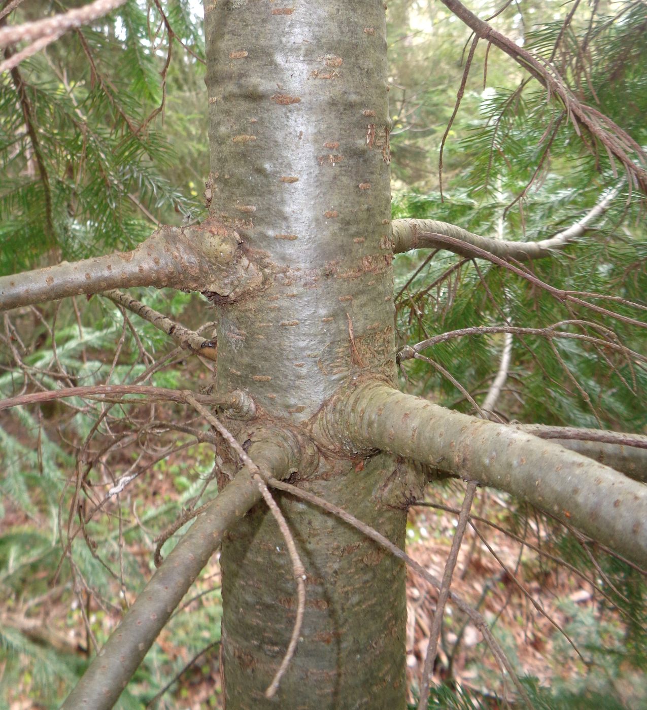 Image of Abies sibirica specimen.