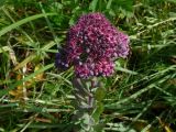 Hylotelephium triphyllum. Верхушка соцветия. Камчатский край, Быстринский район, природный парк Быстринский, разнотравный луг, 21.07.2010.