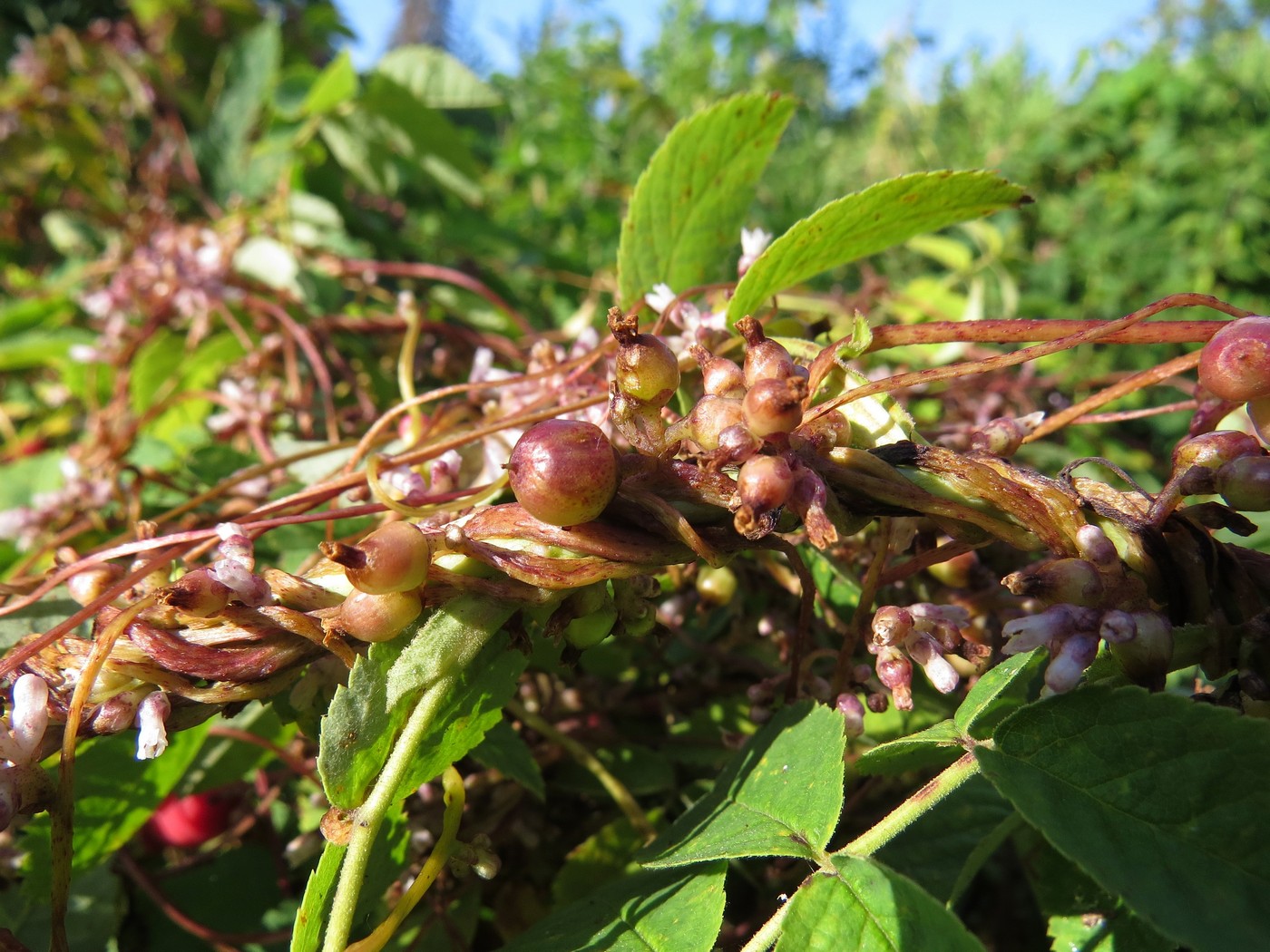 Image of Cuscuta lupuliformis specimen.