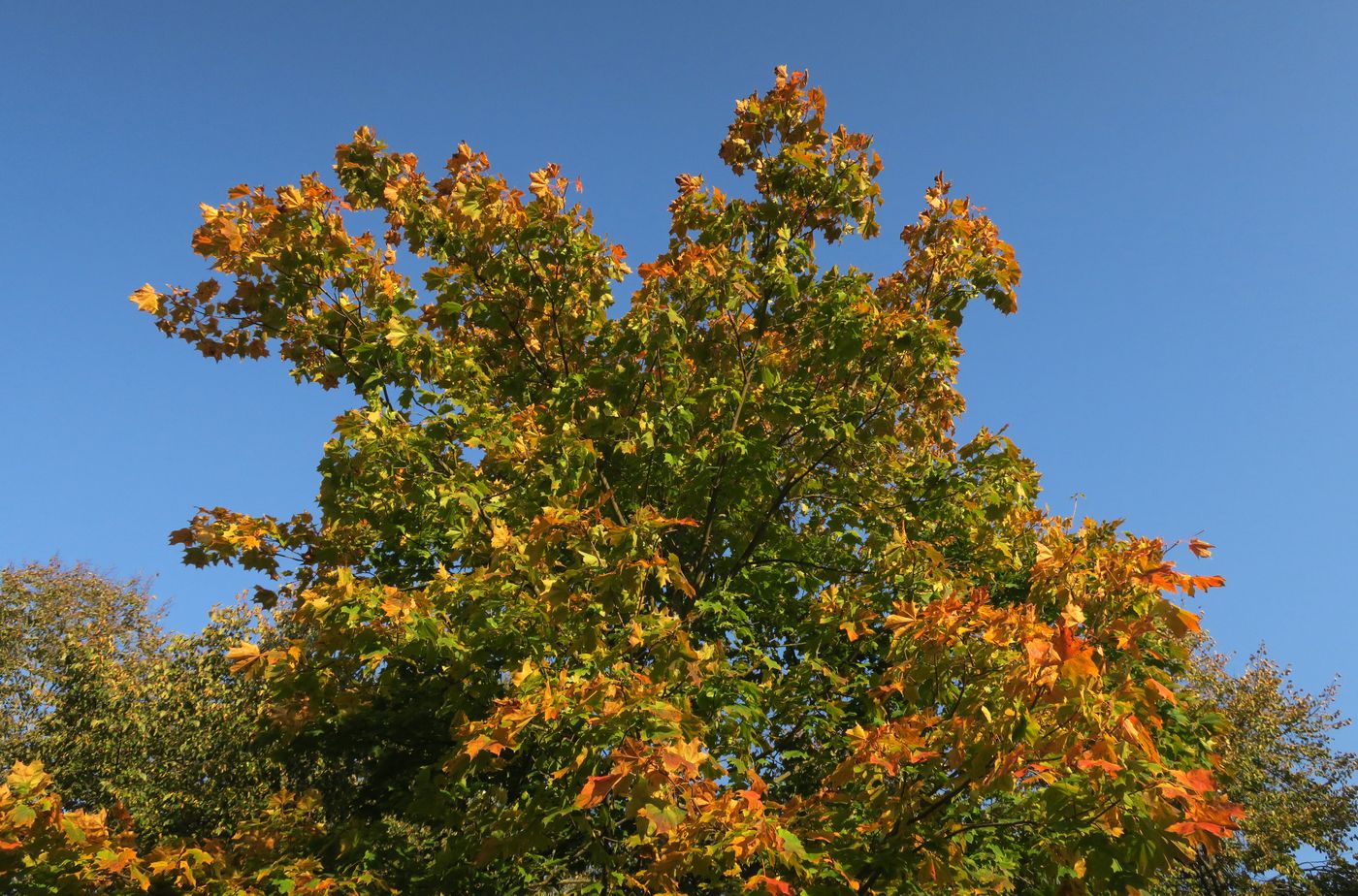 Image of Acer platanoides specimen.