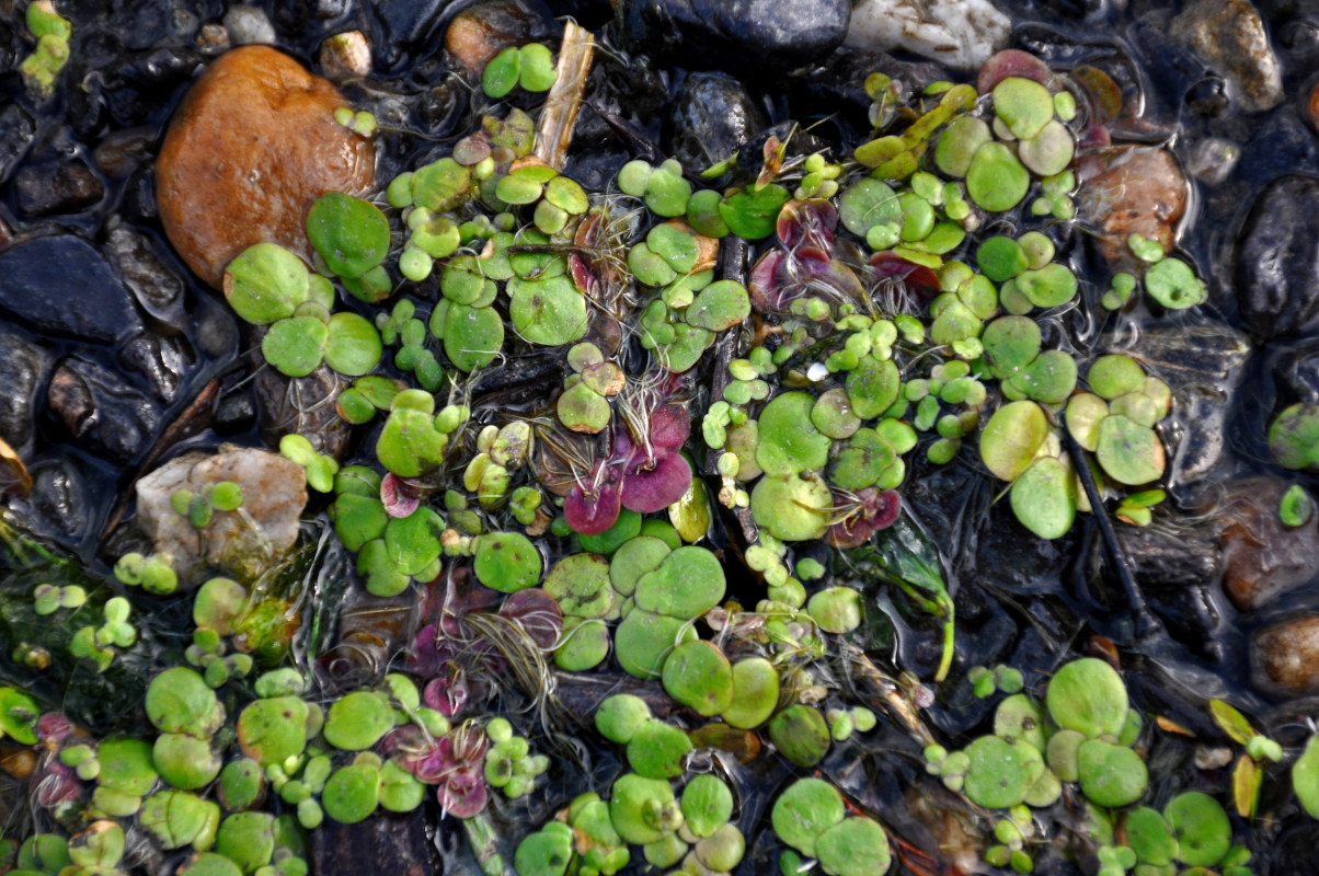 Image of Spirodela polyrhiza specimen.