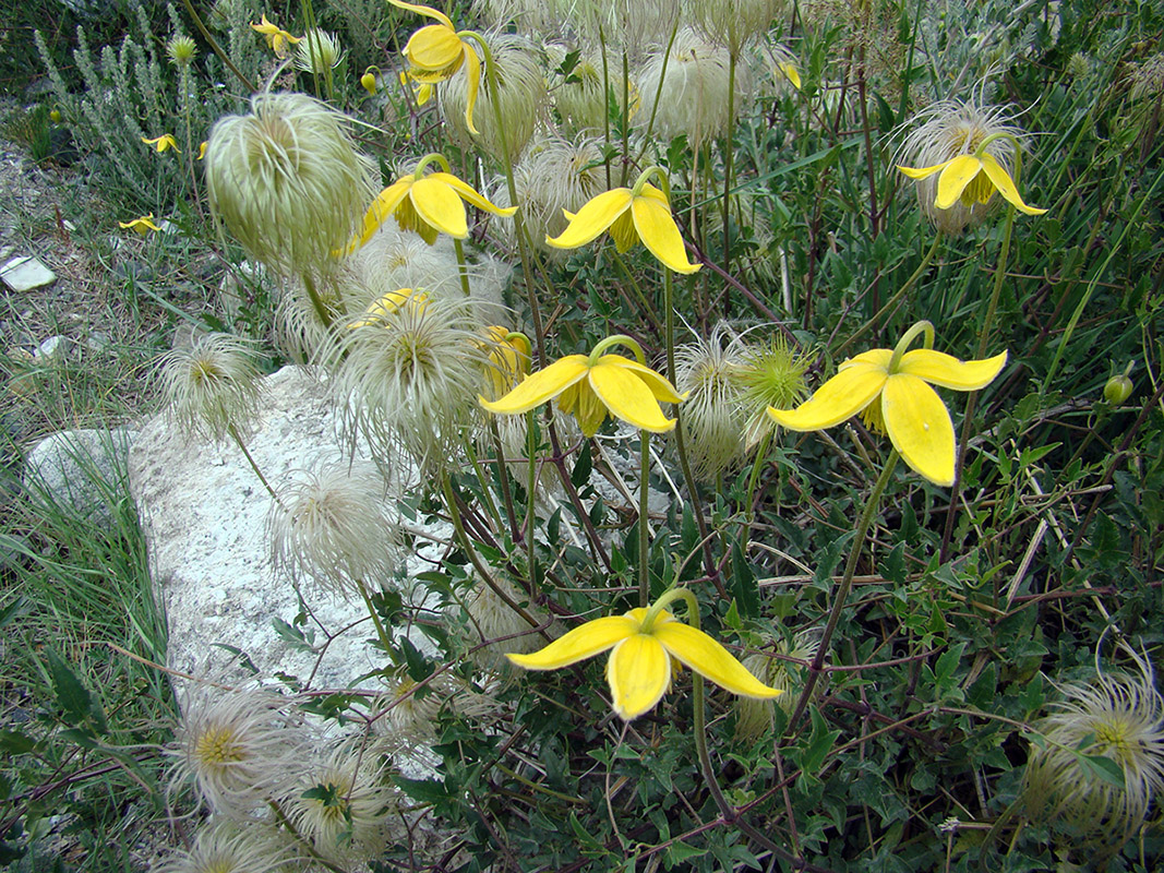 Image of Clematis tangutica specimen.