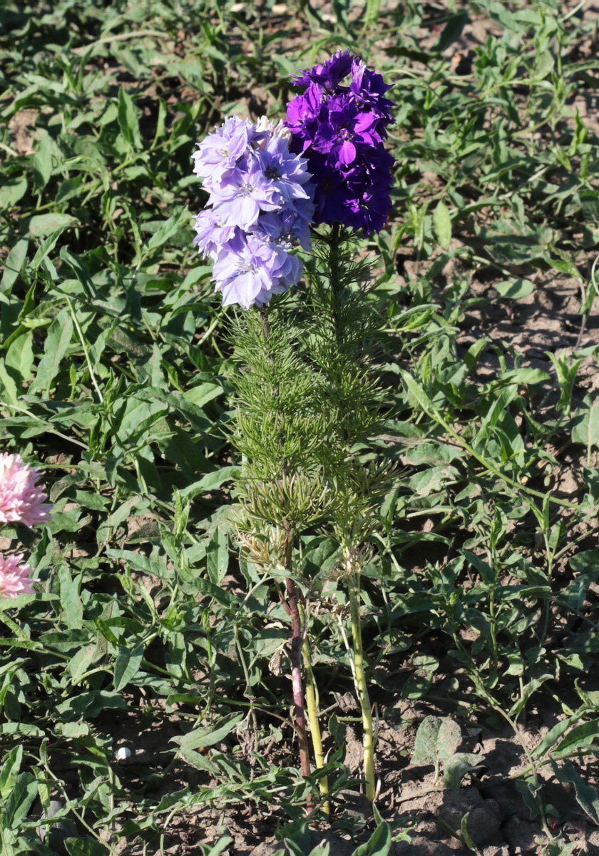 Изображение особи Delphinium ajacis.