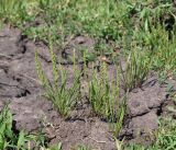 Plantago tenuiflora