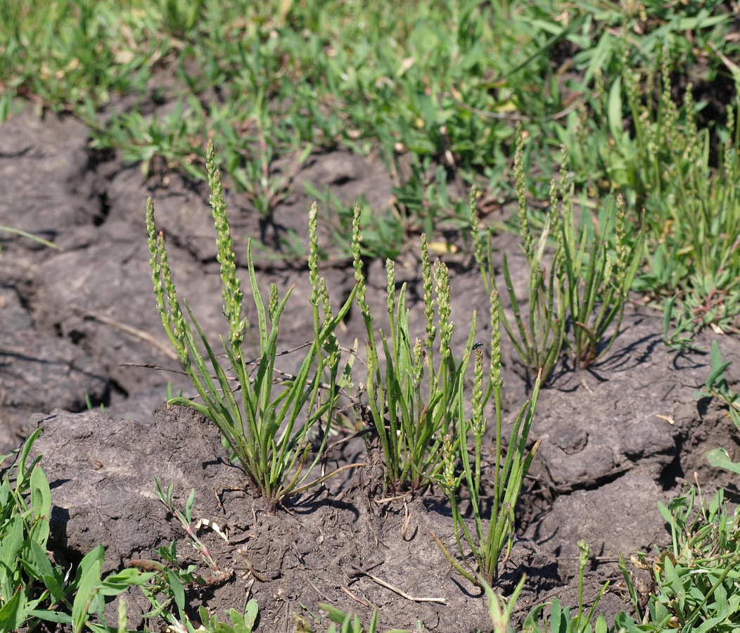 Image of Plantago tenuiflora specimen.